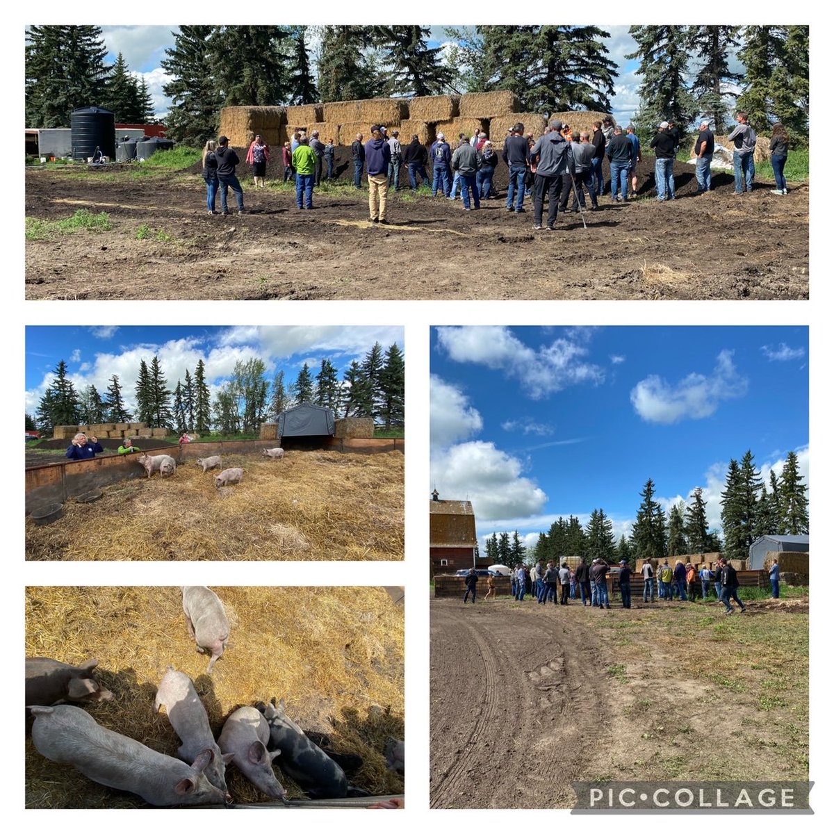 BTYRCanada's tweet photo. "From field to feed bucket"
Thanks ZS Farms for the field day!
Super pig composting, Windrow & cattle composting, extraction, amendments, companion/intercropping, soil structure, equipment and everything in between.
https://t.co/dHSjC6DSd3
#backtoyourroots #brixhigh @zwack01 https://t.co/z7RnN7FUWj