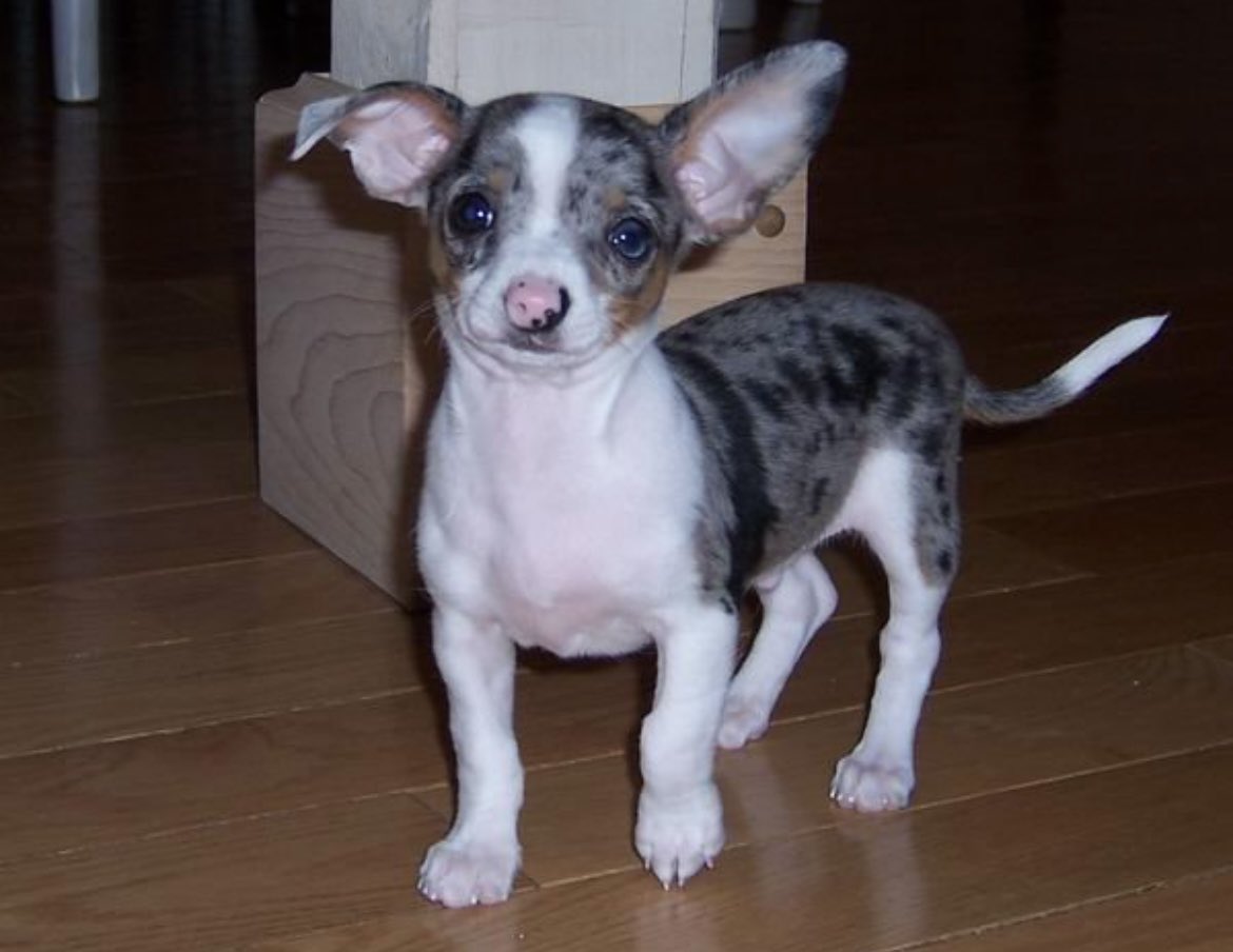 Meghan Chayka tweet media