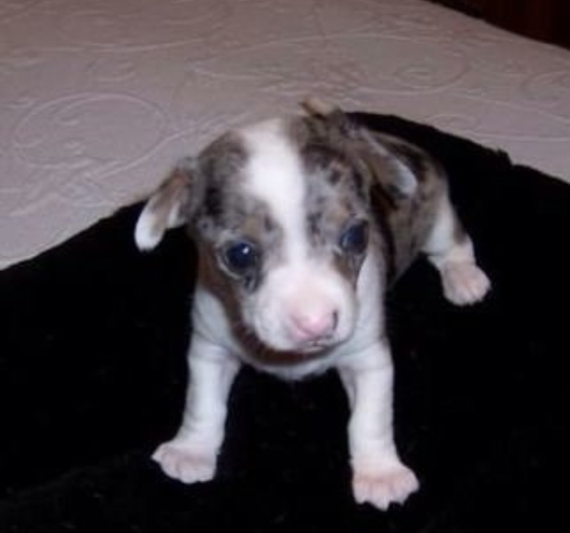 Meghan Chayka tweet media