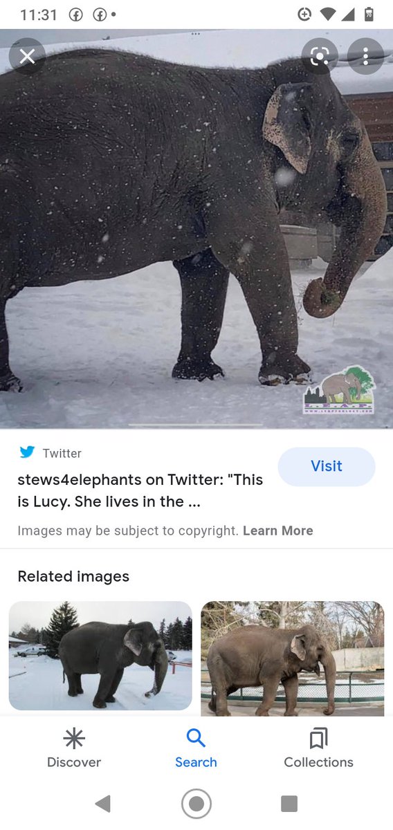 JulieKi53713414's tweet photo. Only 3months away fromWinter when #EdmontonZoo regularly walks Lucy inBLIZZARDSto -25Β°celcius @JaneGoodallCAN πππ¨π¦βοΈπ‘οΈπ¬οΈ If this isn't NUT$, I DON'T KNOW WHAT WOULD BE THEN. #ALivingHell sinceMay1977 #ThisIsNotNormal ...but you 'say' she hasDeathlyDangerous Breathing issues π€― https://t.co/5Rk7MDB2St