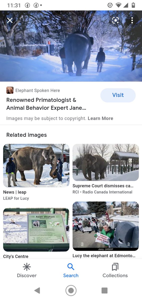 JulieKi53713414's tweet photo. Only 3months away fromWinter when #EdmontonZoo regularly walks Lucy inBLIZZARDSto -25Β°celcius @JaneGoodallCAN πππ¨π¦βοΈπ‘οΈπ¬οΈ If this isn't NUT$, I DON'T KNOW WHAT WOULD BE THEN. #ALivingHell sinceMay1977 #ThisIsNotNormal ...but you 'say' she hasDeathlyDangerous Breathing issues π€― https://t.co/5Rk7MDB2St