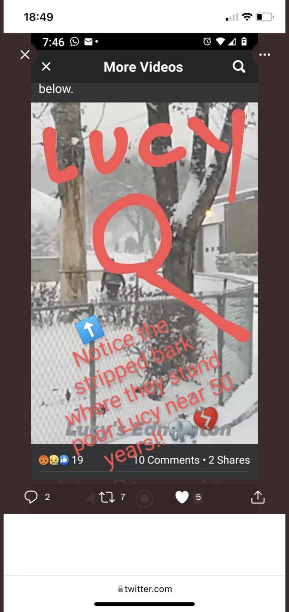 JulieKi53713414's tweet photo. Only 3months away fromWinter when #EdmontonZoo regularly walks Lucy inBLIZZARDSto -25Β°celcius @JaneGoodallCAN πππ¨π¦βοΈπ‘οΈπ¬οΈ If this isn't NUT$, I DON'T KNOW WHAT WOULD BE THEN. #ALivingHell sinceMay1977 #ThisIsNotNormal ...but you 'say' she hasDeathlyDangerous Breathing issues π€― https://t.co/5Rk7MDB2St
