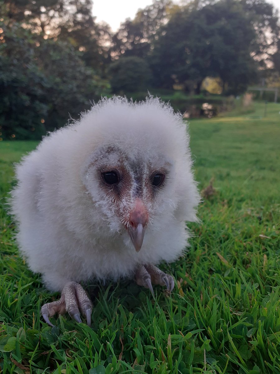 Kintailbop's tweet photo. As it’s Monday a bit of baby pictures, our new addition as yet unnamed Barn Owlet. #argyll #lochawe #lochawefalconry #lochawefalconryexperience #falconryexperiences #thingstodooban #thingstodoargyll #lochaweside #ardbrecknish #cladich https://t.co/QDMA4llnNW