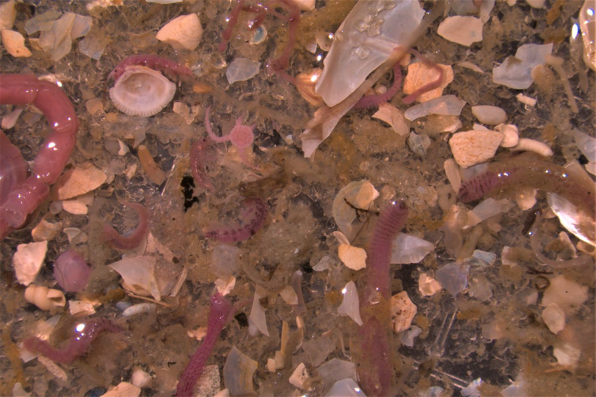 BenthicBrigade's tweet photo. Staining the benthic critters we collect pink helps us more easily pick them out from the sediment and shell debris they live in.
Here's a view from our scopes. I spy with my little eye 16 critters. Can you find them all?
#MethodsMonday #MondayFunday #Infauna #Invertebrates https://t.co/7HLvYHbFcT