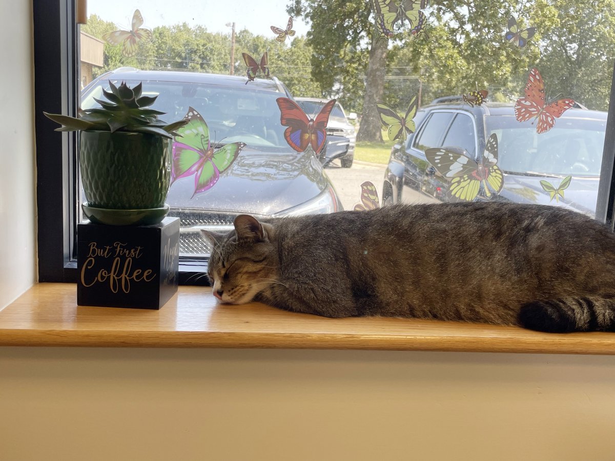 LonokeUAEXCat (@catuaex) on Twitter photo It's been a while since I posted, 'cuz it's been a busy growing season!
I got a big bath last month and while cats aren't supposed to like water, I didn't mind. It was so relaxing, I had to nap in front of Miz Jodi's butterflies.
<a href="/ArkansasEPP/">Arkansas Entomology and Plant Pathology</a> It's been a while since I posted, 'cuz it's been a busy growing season!
I got a big bath last month and while cats aren't supposed to like water, I didn't mind. It was so relaxing, I had to nap in front of Miz Jodi's butterflies.
<a href="/ArkansasEPP/">Arkansas Entomology and Plant Pathology</a>