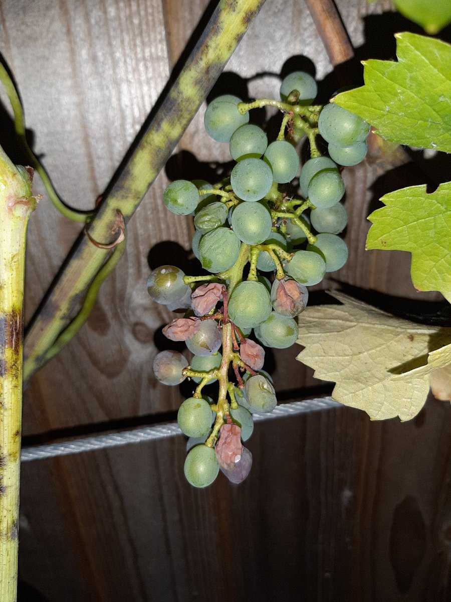 Bath Vines tweet media