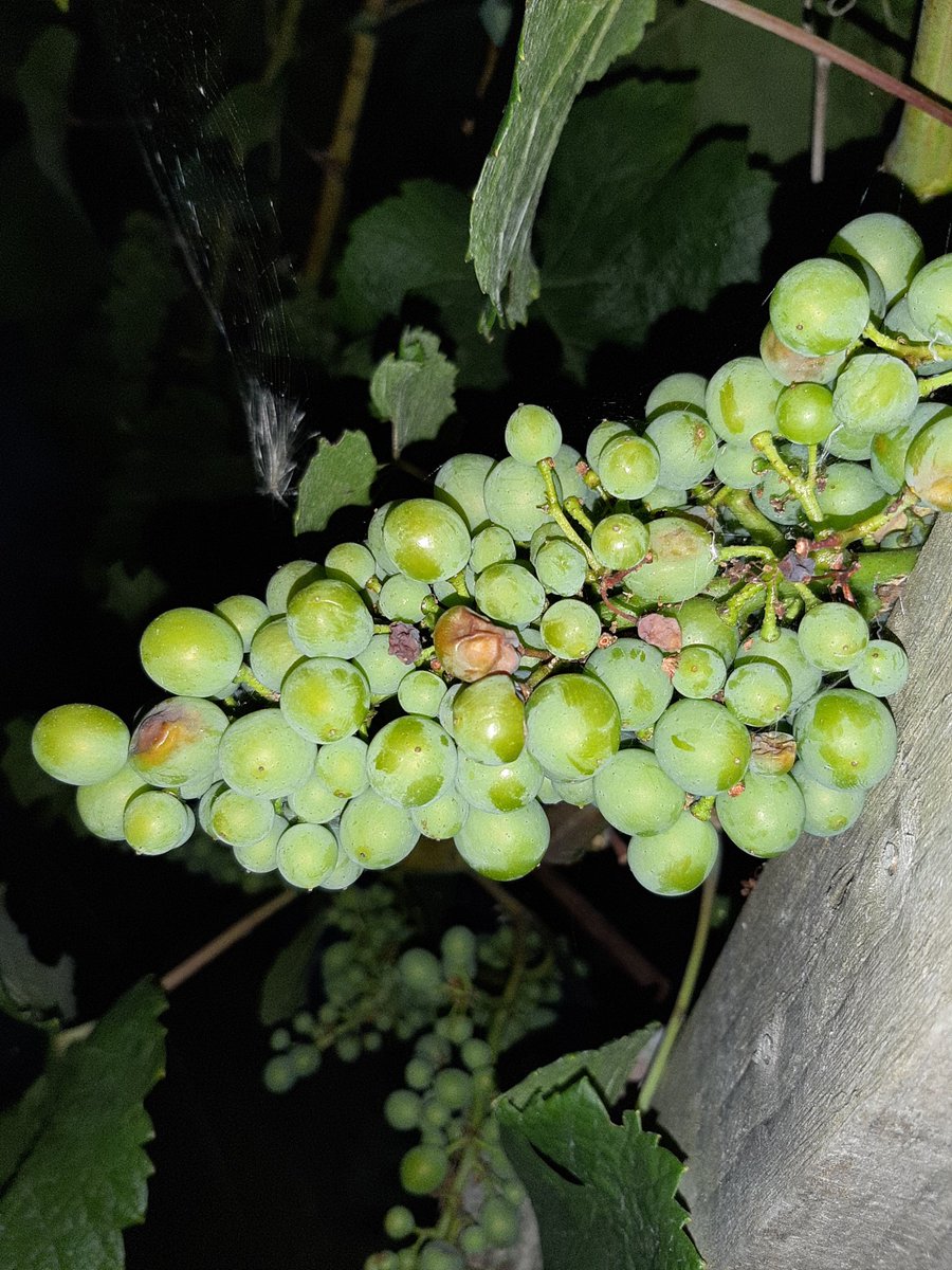 Bath Vines tweet media