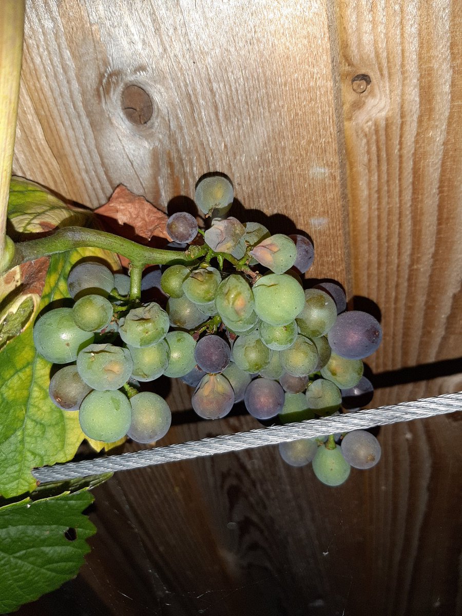 Bath Vines tweet media