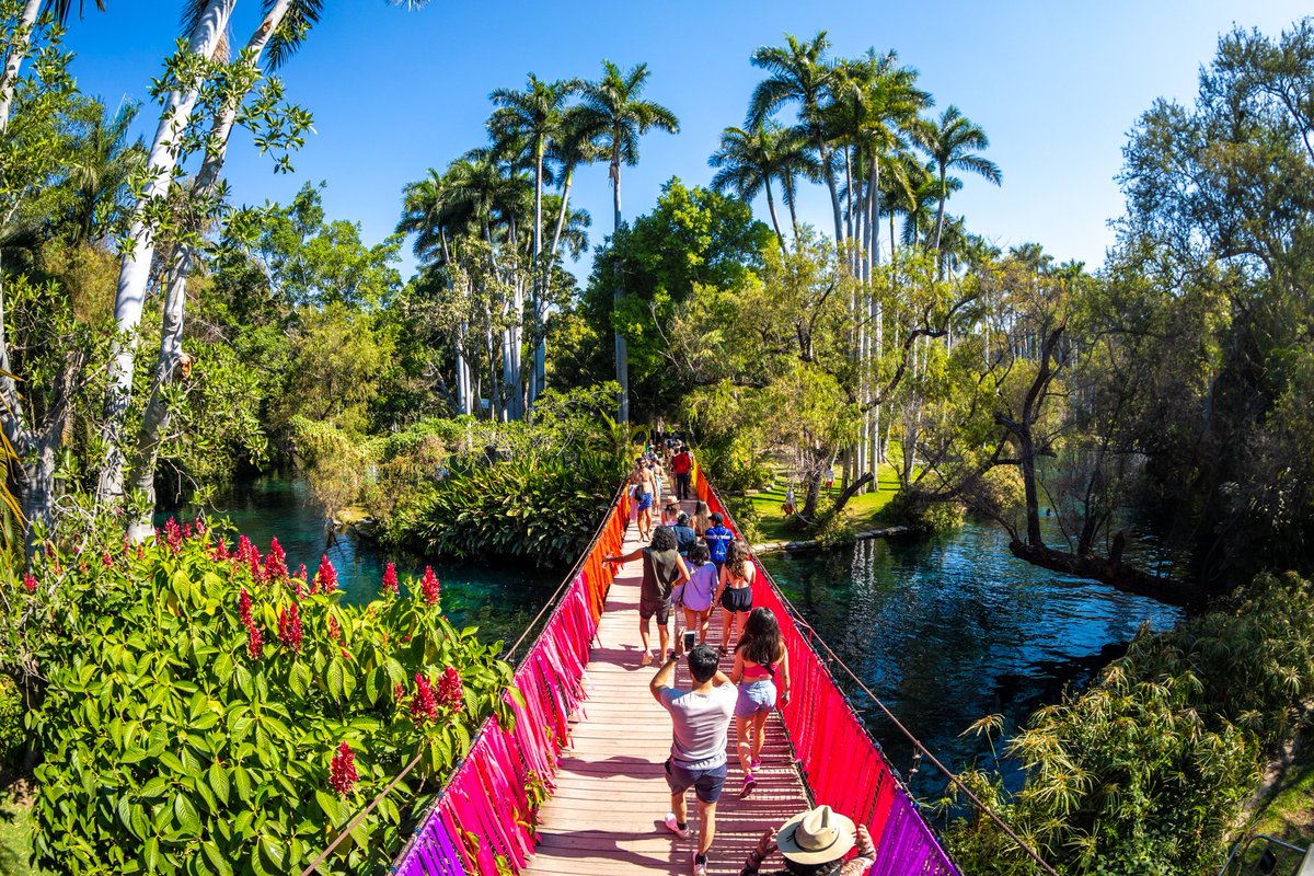 Bahidorá tweet media