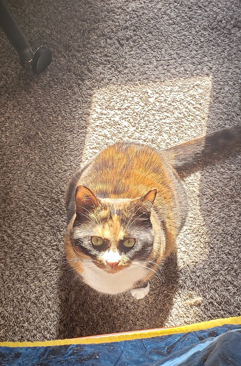 nonstickcat's tweet photo. A rather ethereal shot of Marci -- both pretty and scary lol
#CatsOfTwitter #CatsOnTwitter https://t.co/TeNGNoCsZ8