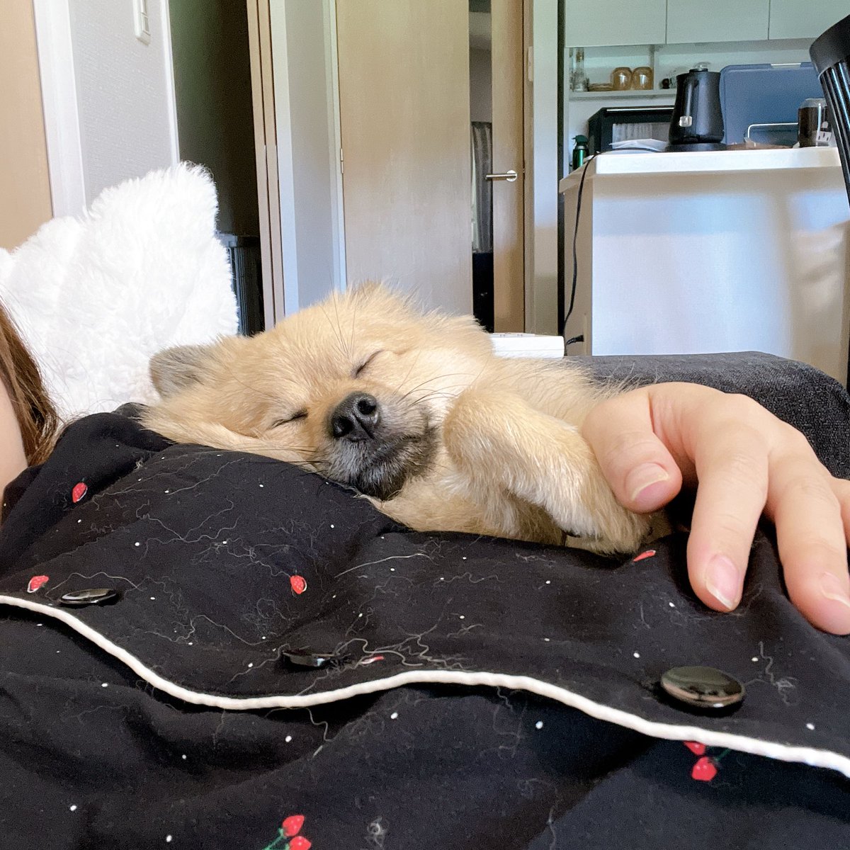 ChaCha27O's tweet photo. 全然アカウント開いてなかったけど、寝れないから最近のちゃちゃ集〜🐶笑

毎日いっしょに居られるようになって、少しは喜んでくれてるのかな笑 https://t.co/eMQF2sBX7w