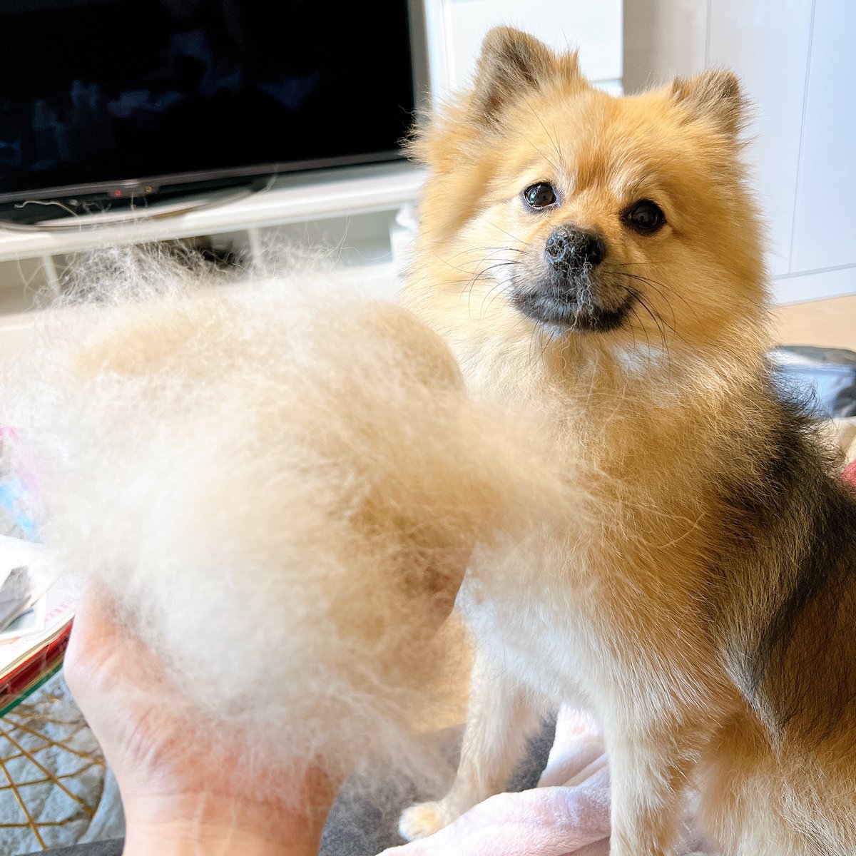 ChaCha27O's tweet photo. 全然アカウント開いてなかったけど、寝れないから最近のちゃちゃ集〜🐶笑

毎日いっしょに居られるようになって、少しは喜んでくれてるのかな笑 https://t.co/eMQF2sBX7w