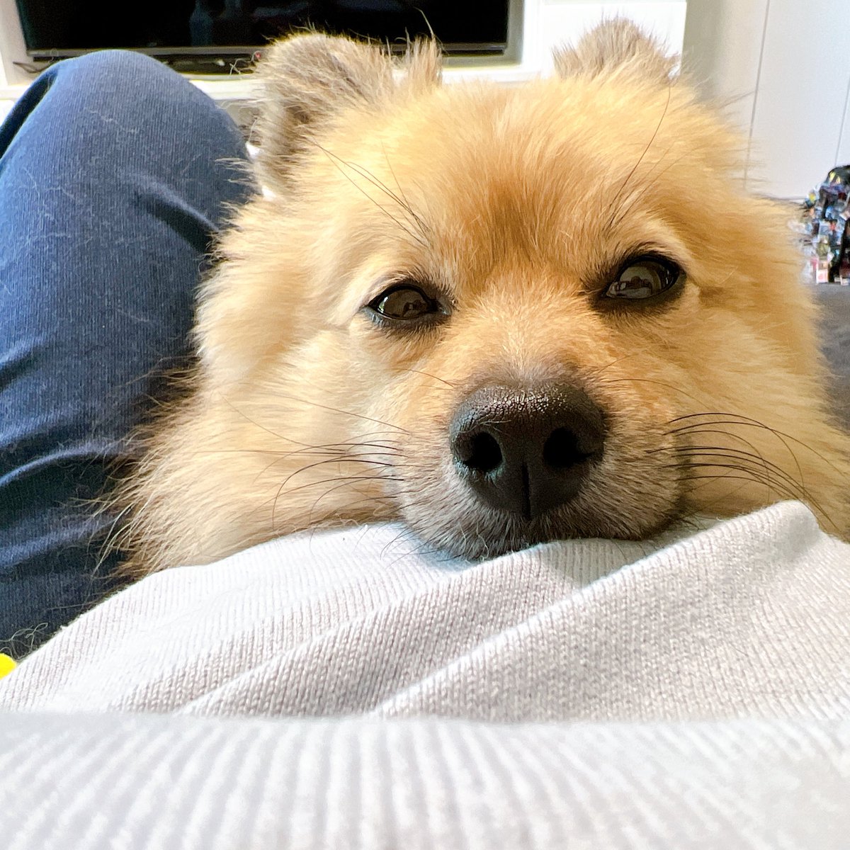 ChaCha27O's tweet photo. 全然アカウント開いてなかったけど、寝れないから最近のちゃちゃ集〜🐶笑

毎日いっしょに居られるようになって、少しは喜んでくれてるのかな笑 https://t.co/eMQF2sBX7w