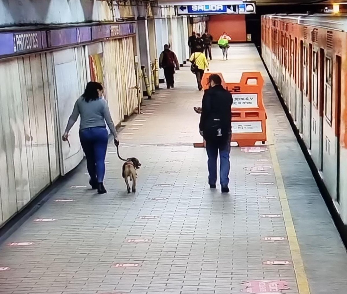 MetroCDMX's tweet photo. Esta mañana, personal de Transportación rescató a un can en las vías de la interestación Tacuba-Panteones de la Línea 2. El perrito porta collar y vestimenta de "Flash", ya se encuentra en el Centro de Transferencia Canina, ayúdanos a difundir para localizar a su familia. 🐶⚡️🐾 https://t.co/CPZqUga3To