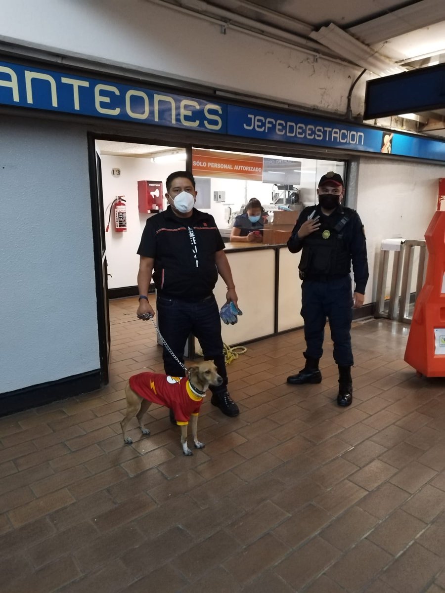 MetroCDMX's tweet photo. Esta mañana, personal de Transportación rescató a un can en las vías de la interestación Tacuba-Panteones de la Línea 2. El perrito porta collar y vestimenta de "Flash", ya se encuentra en el Centro de Transferencia Canina, ayúdanos a difundir para localizar a su familia. 🐶⚡️🐾 https://t.co/CPZqUga3To