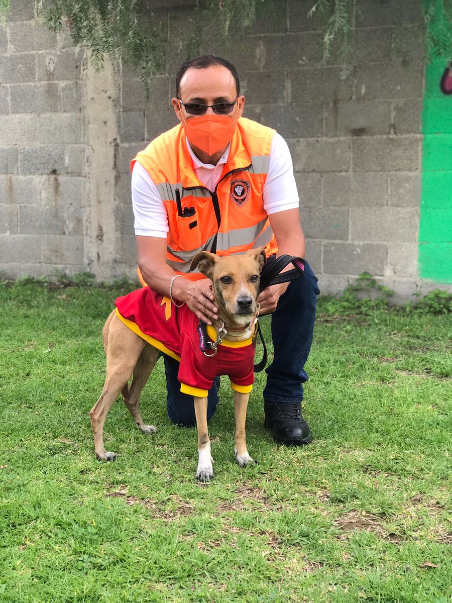 MetroCDMX's tweet photo. Esta mañana, personal de Transportación rescató a un can en las vías de la interestación Tacuba-Panteones de la Línea 2. El perrito porta collar y vestimenta de "Flash", ya se encuentra en el Centro de Transferencia Canina, ayúdanos a difundir para localizar a su familia. 🐶⚡️🐾 https://t.co/CPZqUga3To