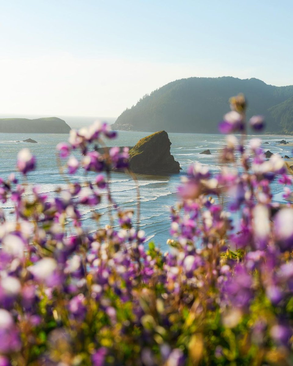 ThePeoplesCoast's tweet photo. The best shots are framed by flowers! Where's your favorite place to snap photos on the Oregon Coast?
📸 : Jay Johnson #ThePeoplesCoast https://t.co/y6k6g6OkRv