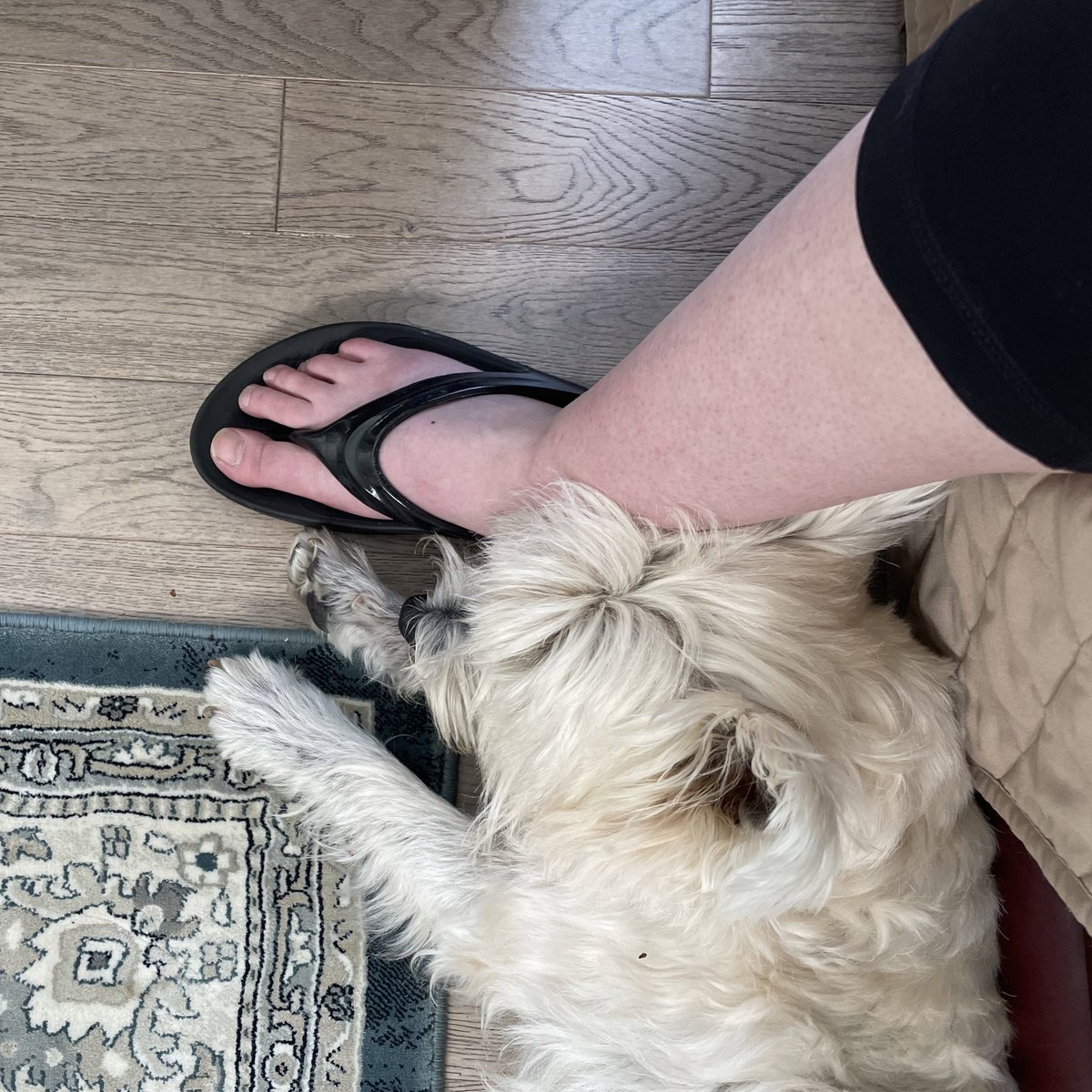 NordyJenn's tweet photo. The old man’s way of ‘pinning’ me so I can’t go home. 🥹❤️🐾 #ArchiePants https://t.co/hEhDdrzxpG