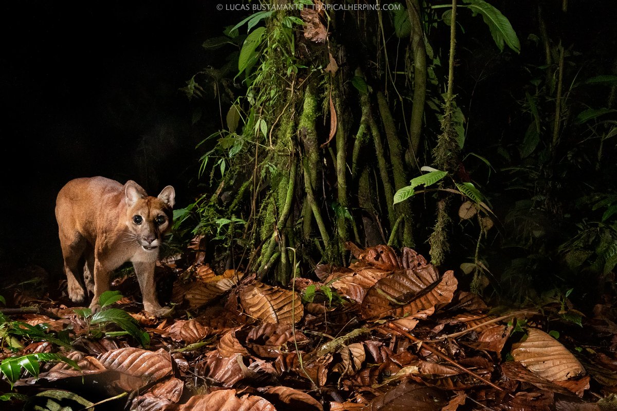 ¡Empecemos la semana con este hermoso cachorro de #puma! 😸

Pero no fue fotografiado en Patagonia, ni en los EEUU, o en la Amazonía: ¡fue fotografiado dentro del Distrito Metropolitano de #Quito⛰!

A 60km en línea recta de la ciudad de Quito, está la reserva #Mashpi🌳,
🧵1/4