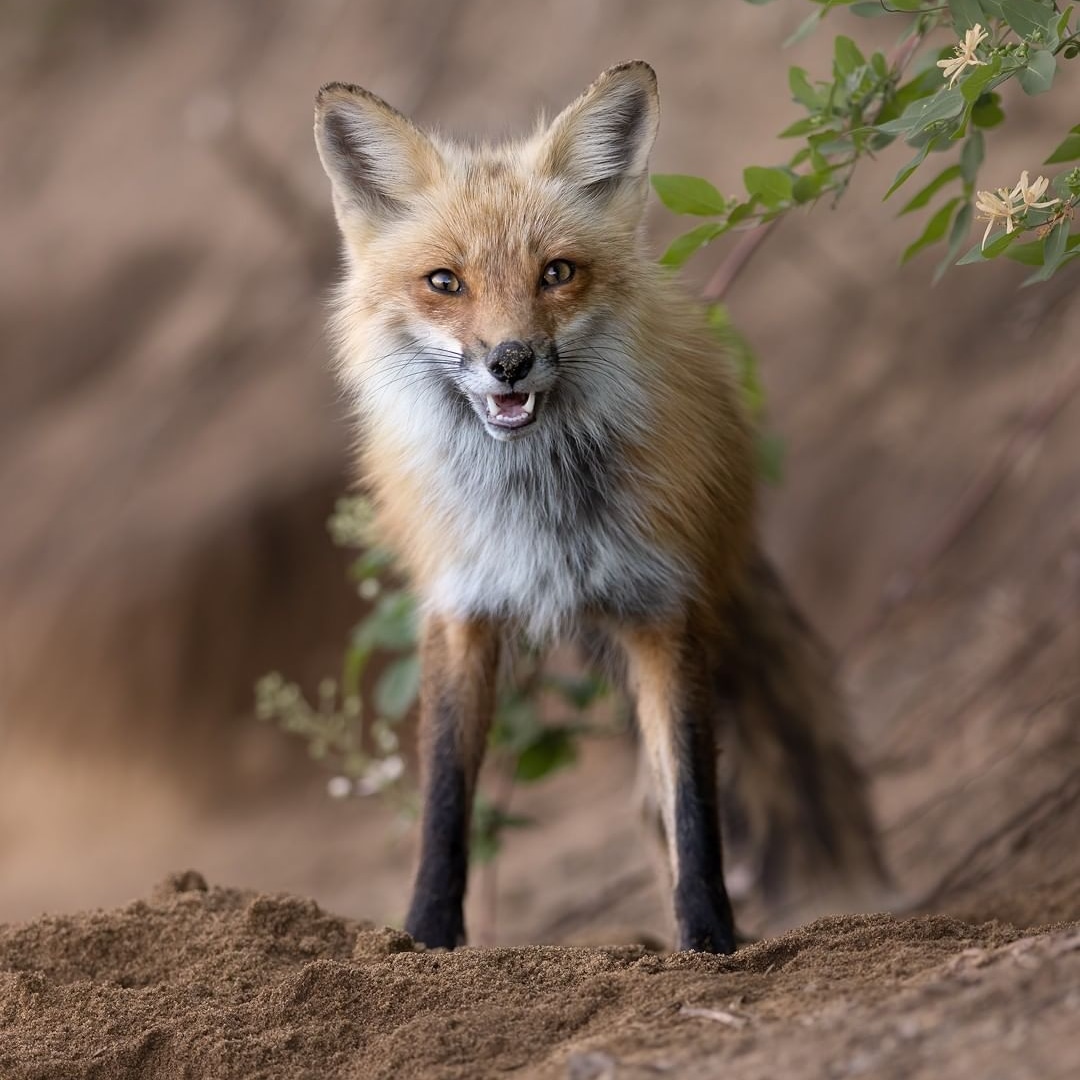 fox_lover_life's tweet photo. A little father and son time.
#fox #redfox #foxesofinstagram #arcticfox #foxred #wildfox #babyfox #vulpesvulpes #fennecfox #foxlife #foxlovers #cutefox #photofox #foxdrawing #vulpes #foxplay #foxlover #articfox #foxfurcoat #snowfox #foxs #foxes_club #clevyrthystle https://t.co/unkzX9VHgd