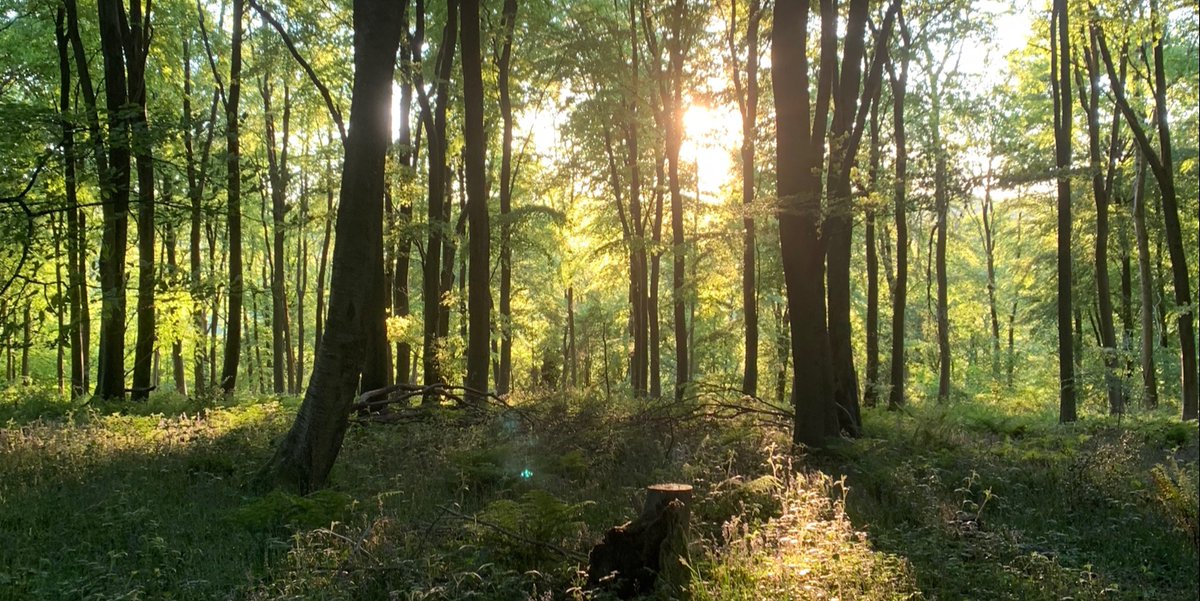 ETUKtraining's tweet photo. Dynamic equilibrium is a type of balance that is resilient to change. The more biodiversity there is in an ecosystem, the more resilient to change it will be. It is so important to protect our native and endangered species. Once they are gone, they're gone. #Ecology #ETUK https://t.co/84YAFaGuqn