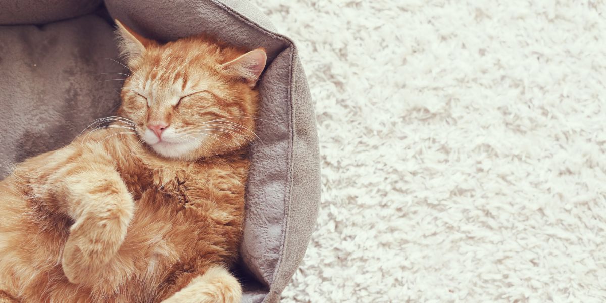 CarpetMasterStl's tweet photo. What Is the Best Type of Carpeting If You Own Cats? https://t.co/cGgew5Epli https://t.co/0oKye4FRw9