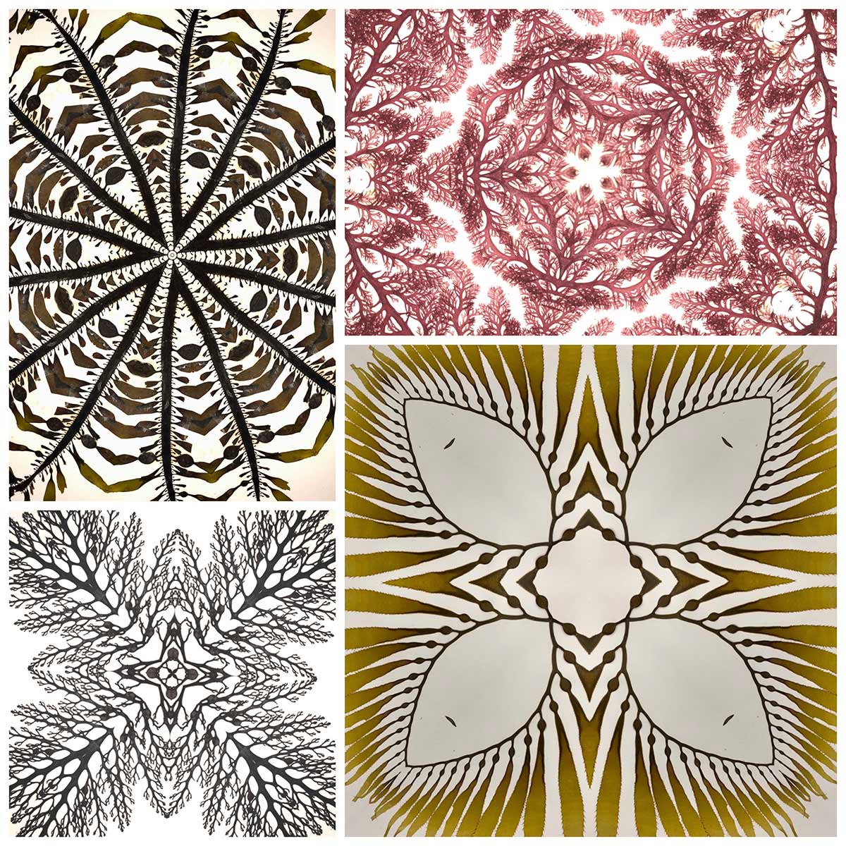 UCSDPhySci's tweet photo. Our @ucsdlibrary and @SDNHM teamed up for an art exhibit this fall that features the winning images from the library’s #ArtOfScience contest, a program aimed at celebrating the beauty that can emerge during scientific research. https://t.co/F6l8r1zhaI https://t.co/HVqxbTHknf