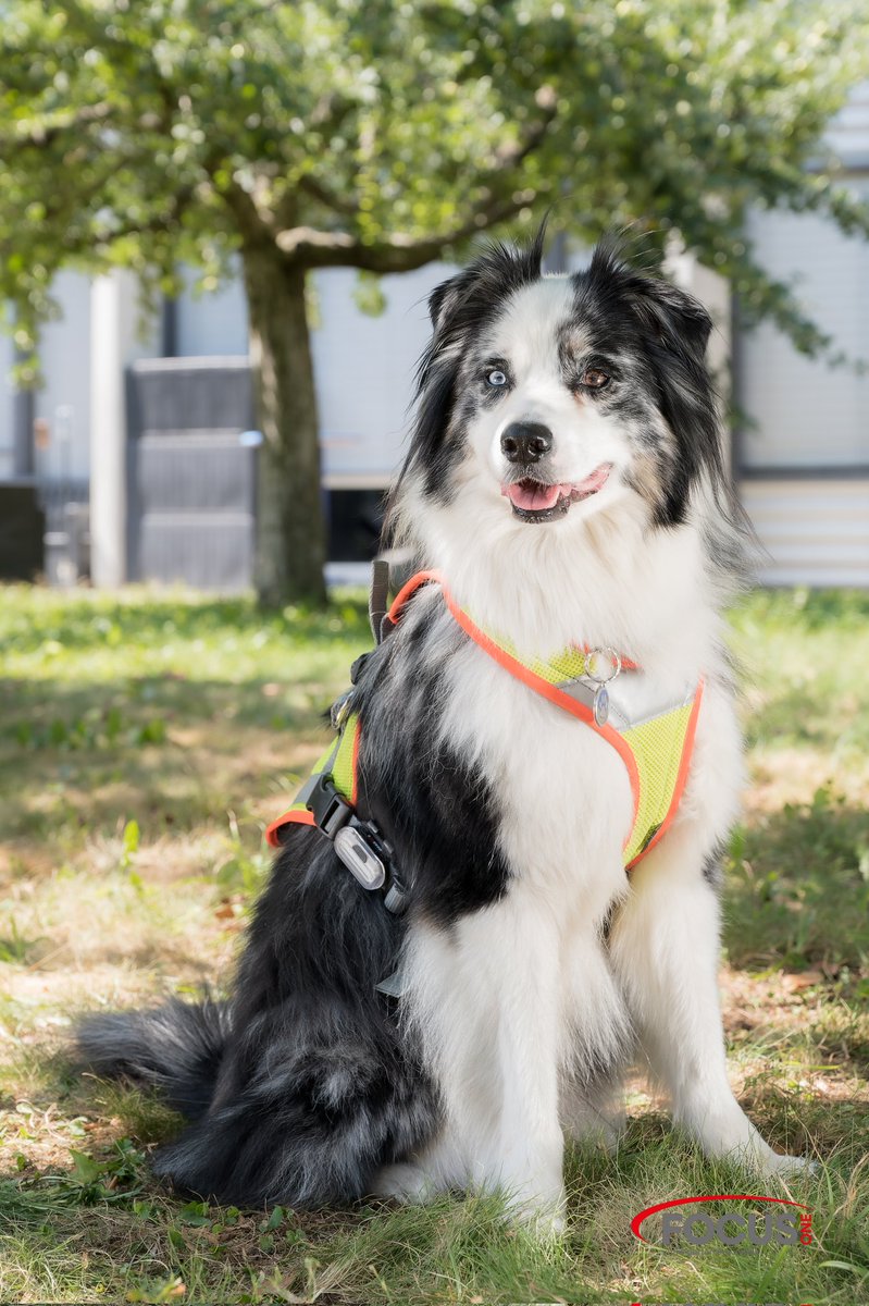 Passion_Zoe's tweet photo. Merci infiniment à Mathias Azéronde by Focus One pour son reportage photos réalisé pour le Groupe Régional Valais de REDOG. Ses photos sont splendides.
♥️🙏🙏♥️
#photo #chien #dog #mantrail #mantrailing #image #reportage #piste #pistage #photography #photographe #talent #pro https://t.co/BpuQB2NZNw