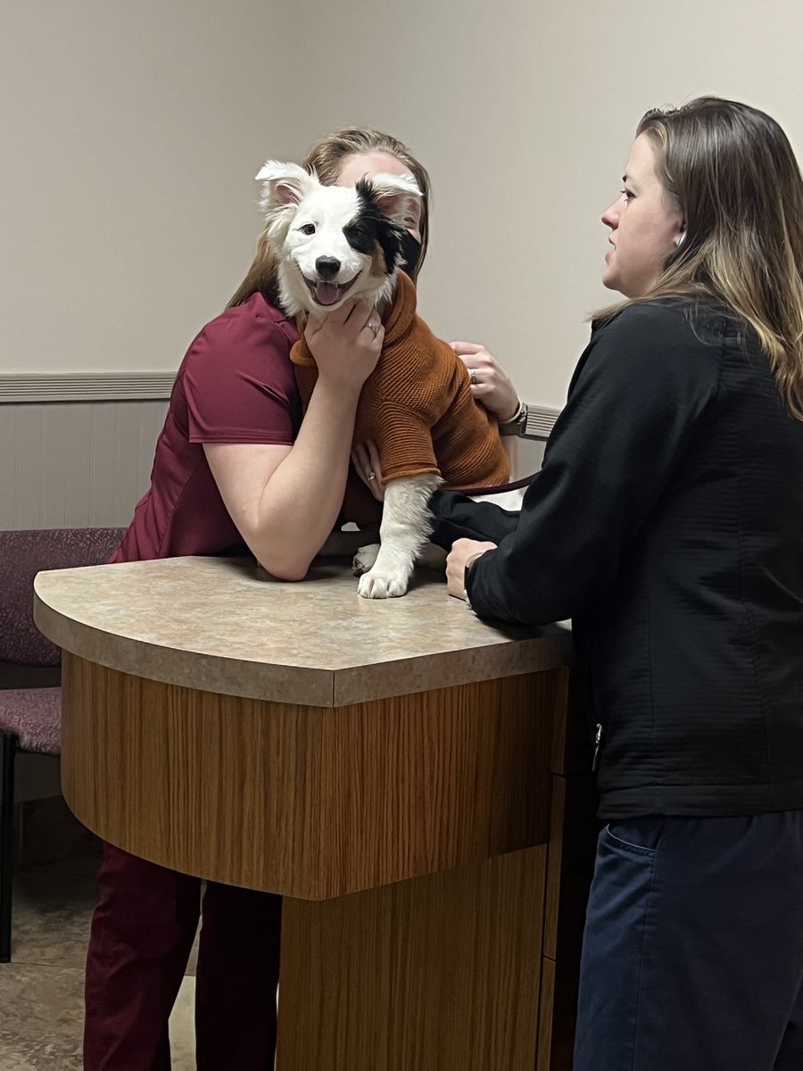August 15th is National Check the Chip Day! A microchipped pet has a much higher probability of being reunited with your family if they're lost or stolen. Stop by our office to make sure your pet's microchip registration information is up to date.