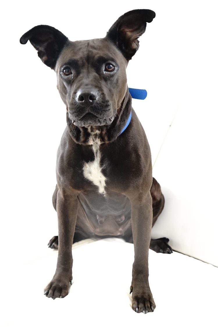 Coco's Heart Dog Rescue tweet media