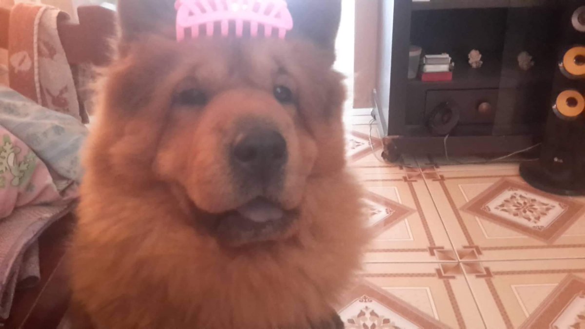 iYumikooo's tweet photo. @DogsTwt https://t.co/bm64bwbenF