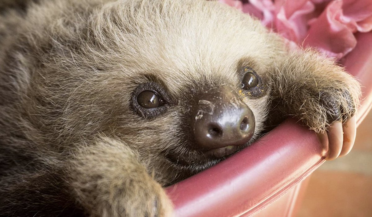 IGNDeals's tweet photo. video chat w/ a sloth for $27.30 through Amazon Virtual Experiences 🥹 https://t.co/0FINAoeRJX https://t.co/kBzDiXp48A