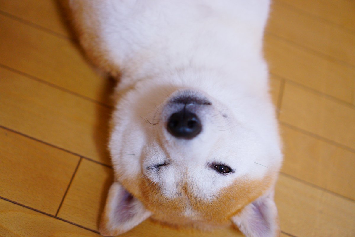 REACH_Local_Mag's tweet photo. CALLING ALL DOGS OF OXFORDSHIRE ‼️ 📢 

As of tomorrow, we will be starting "Pooch Pic Fridays" to celebrate the adorable dogs of Oxfordshire! 

Tag or send us your favourite pics of your pooch and their names. We can't wait! 🐶 🐕 🧡

#askwhatido #dogsofoxford #dogsofoxfordshire https://t.co/Mvo0nVaDIy