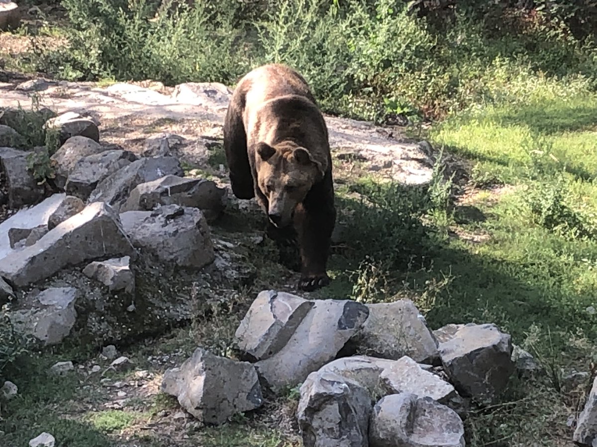 Saw a couple of very impressive brown bears today - looking forward to @misshrchambers starting her PhD journey and working with these guys!