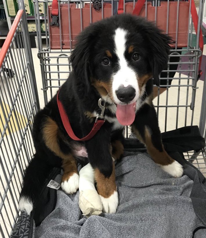 Went back to school shopping and instead of pencils got this guy instead