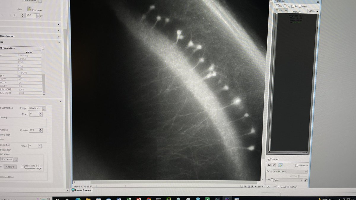 _anngru_'s tweet photo. Thanks everyone, students and all the organizers for such an amazing course - imaging course at @CSHL. It was such a great time!💙 TAing was hard for me but very rewarding, would love to do it again:)
@cshlcourses @Scientifica_Int @CoherentInc @Thorlabs @Class5Photonics @bruker https://t.co/qqgq3YlA0k