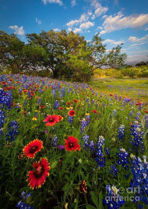 BloomableShop's tweet image. 