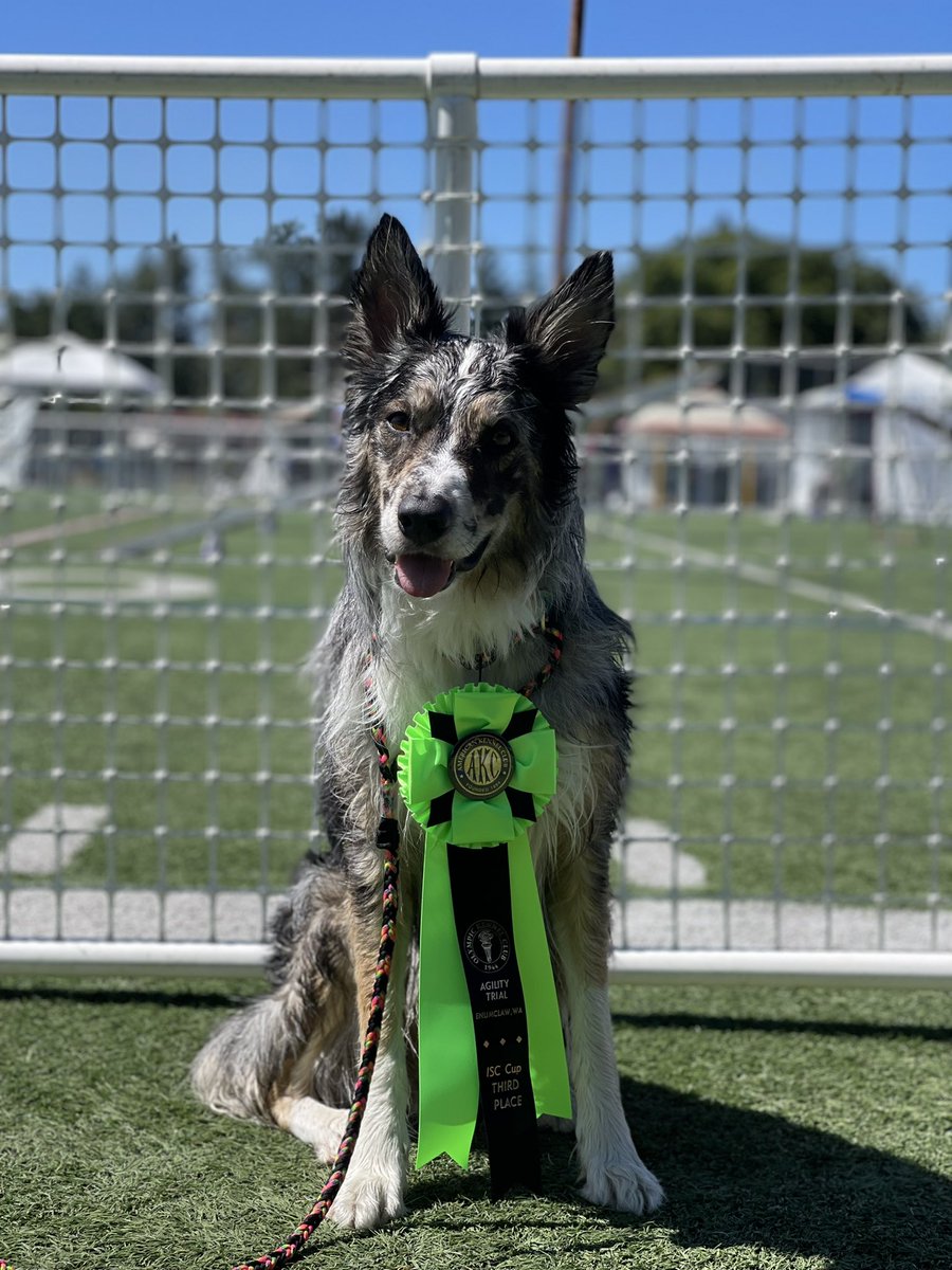 good dog squad tweet media