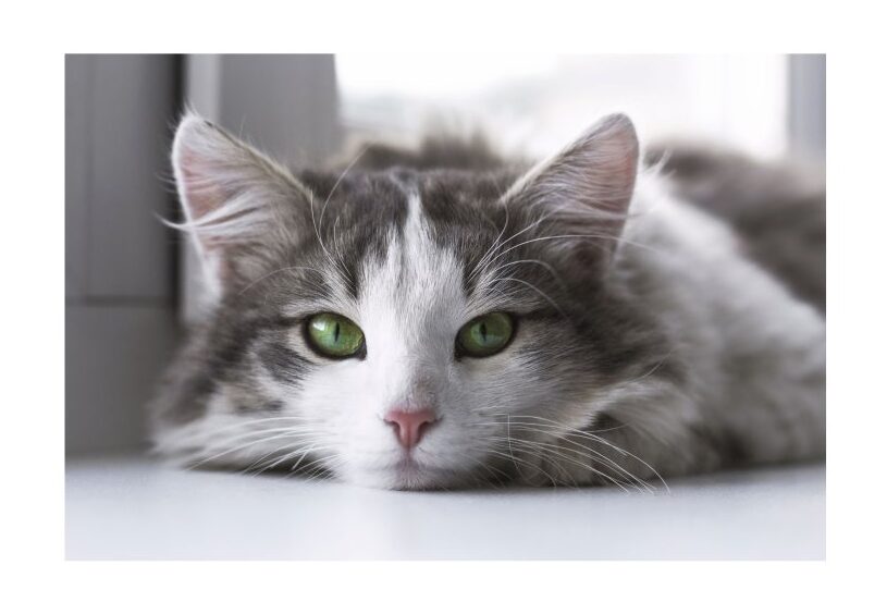 Our latest post (No Mortgage, No Pet: Half of Tenants Who Fear Never Owning Own Home Face Uphill Battle in Pet-averse Rented Sector) is now live! Please check it out on katzenworld.co.uk/2022/08/15/no-… #cats #katzenworld #catlovers :D