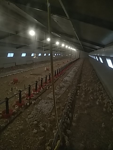 Micka03_RDN's tweet photo. Les poussins au bout de 5 jours, ont pris pleinement possession des lieux! https://t.co/JEAcJewGAs