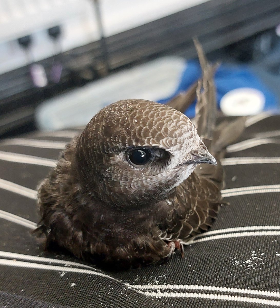 A vision of unparalleled beauty.

#swift #conservation #uknature