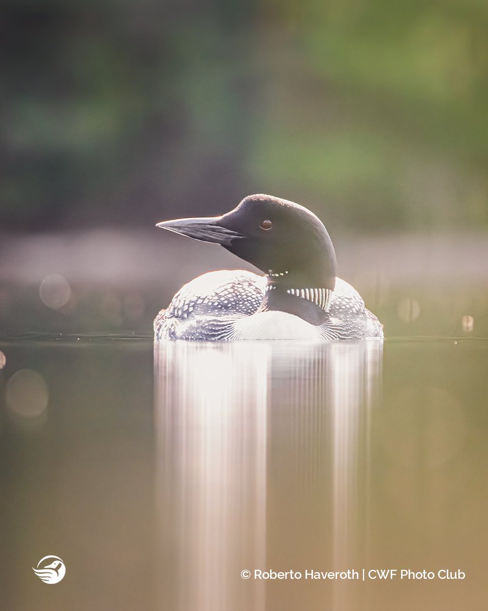 CWF_FCF's tweet image. Did you know the #ReflectionsOfNature Photo Contest started almost 20 years ago?! 👉ow.ly/YEhl50Kk5Qb

As a tribute we  wanted to share with you some amazing captures from over the years!

Which is your favourite? Let us know below!
Photo 1: 2010
Photo 2: 2015
Photo 3: 2020