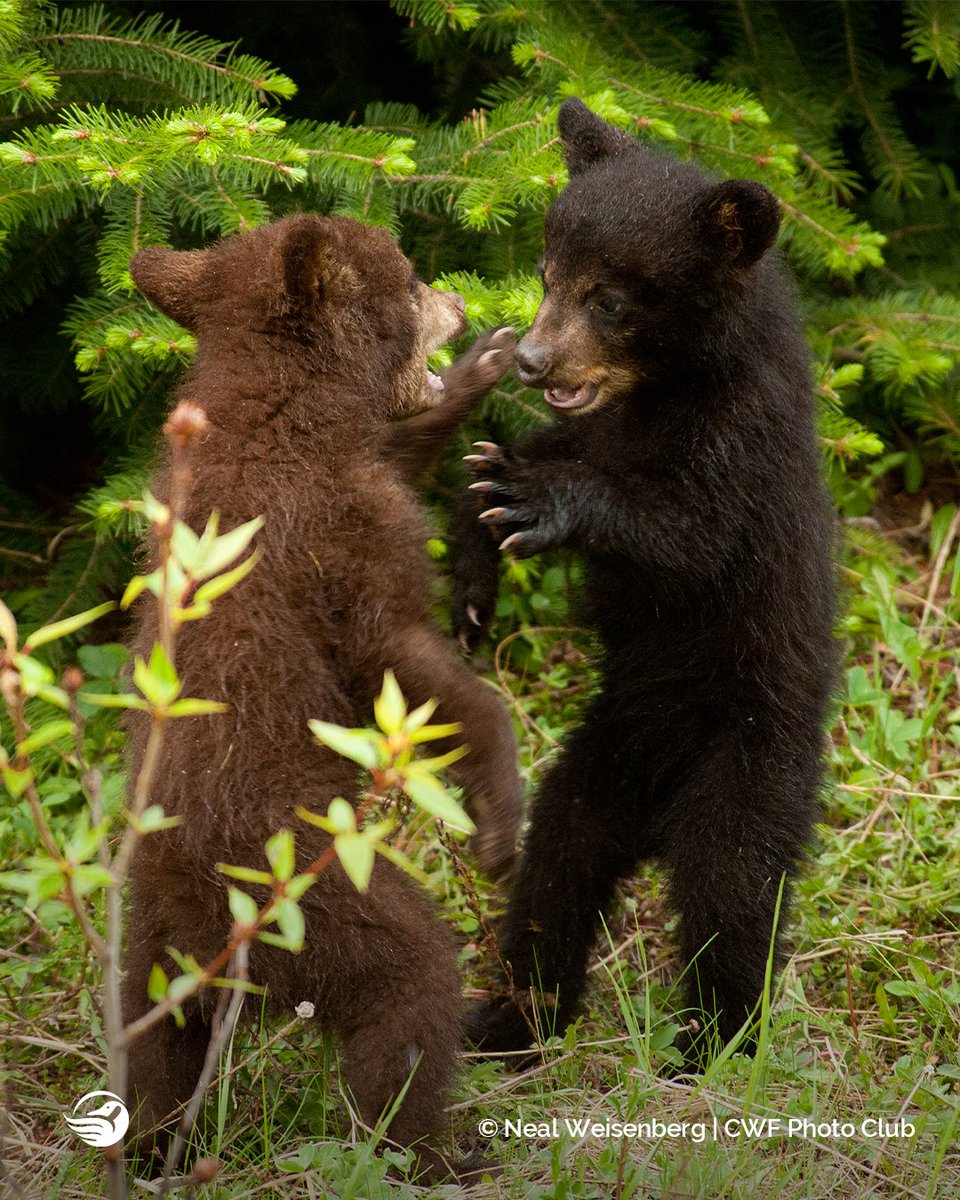 CWF_FCF's tweet image. Did you know the #ReflectionsOfNature Photo Contest started almost 20 years ago?! 👉ow.ly/YEhl50Kk5Qb

As a tribute we  wanted to share with you some amazing captures from over the years!

Which is your favourite? Let us know below!
Photo 1: 2010
Photo 2: 2015
Photo 3: 2020