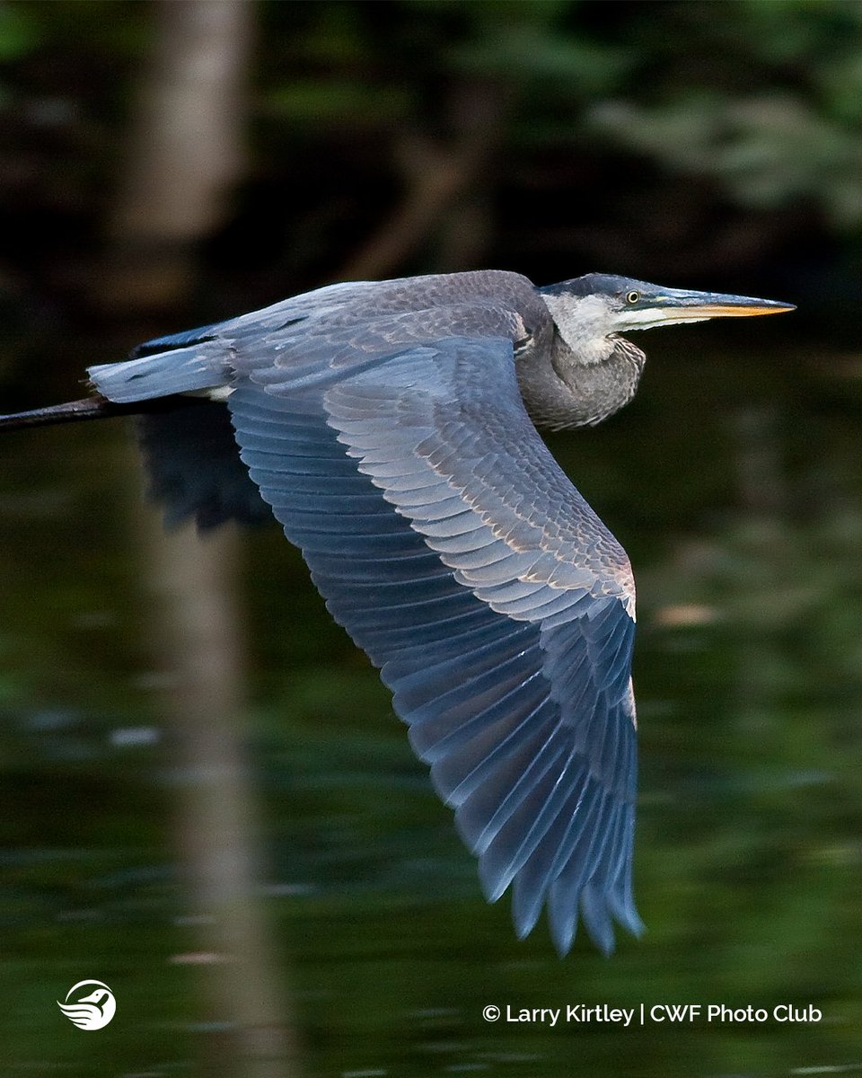 CWF_FCF's tweet image. Did you know the #ReflectionsOfNature Photo Contest started almost 20 years ago?! 👉ow.ly/YEhl50Kk5Qb

As a tribute we  wanted to share with you some amazing captures from over the years!

Which is your favourite? Let us know below!
Photo 1: 2010
Photo 2: 2015
Photo 3: 2020