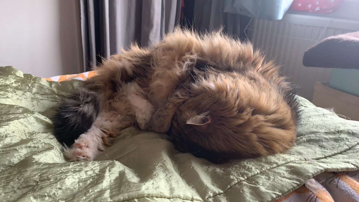 realTrouble2's tweet photo. My attempt to make a loaf today failed catastrophically...
🙀
#CatLoafMonday
#CatsOnTwitter https://t.co/e01xBYWgOT
