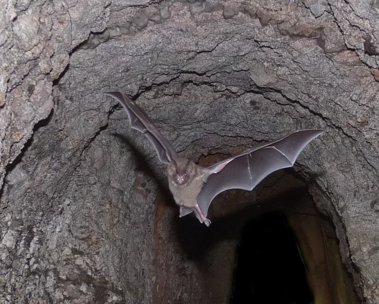 CarolliaFreak's tweet photo. Ever considered applying for graduate school in Brazil? We have positions open for graduate students (Master and PhD) to work in a long term mark-recapture study of bats. Check our projects at:
https://t.co/ovepx3GJ1O
and get in touch. https://t.co/69pWCfJm6k