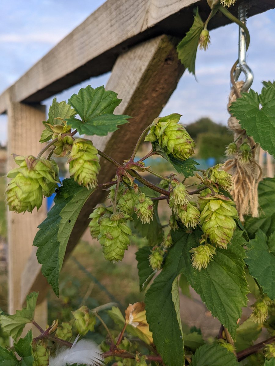 Biguft's tweet photo. My hop plants have started flowering. #hops #plot30b #allotment #allotmentlife https://t.co/1GO4ZiVvqo