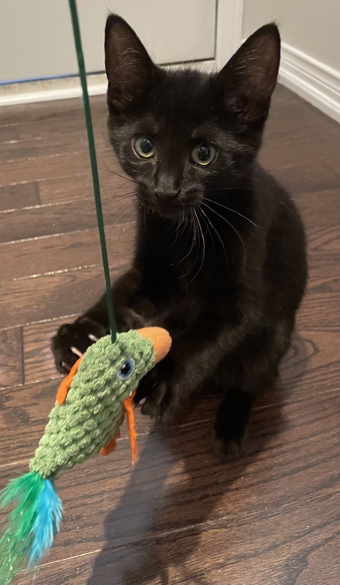 AbbeycatAdopt's tweet photo. Prissy is an energetic kitty and quite the runner! She may come for a snuggle or take a cat nap by your side 😺  #catresuce #AdoptDontShop #TorontoCatRescue #OntarioCatRecue https://t.co/H0JH689I4u