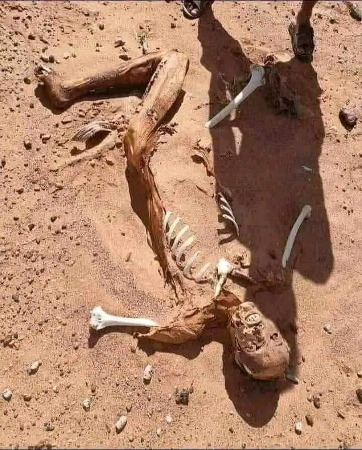 aich_for_hamid's tweet photo. اے انسان،  یہ تیری اوقات ہے 💯🙂 https://t.co/32TJsbKuBm