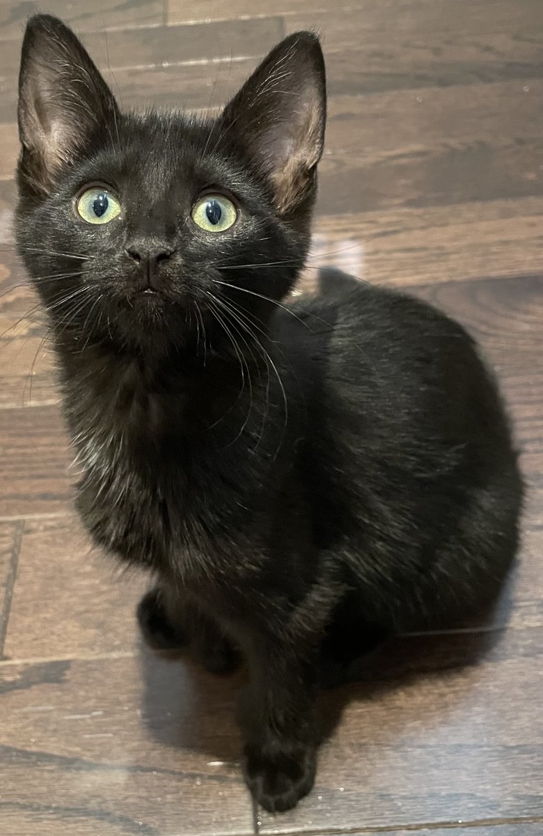 AbbeycatAdopt's tweet photo. Prissy is an energetic kitty and quite the runner! She may come for a snuggle or take a cat nap by your side 😺  #catresuce #AdoptDontShop #TorontoCatRescue #OntarioCatRecue https://t.co/H0JH689I4u